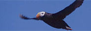 pelagic bird watching