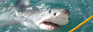 great white sharks